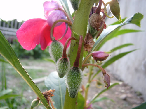 凤仙花一生(二)