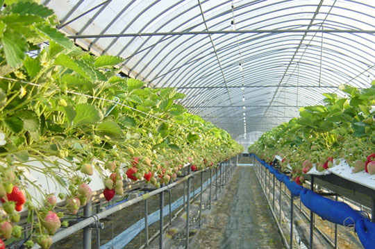 高架立体草莓种植
